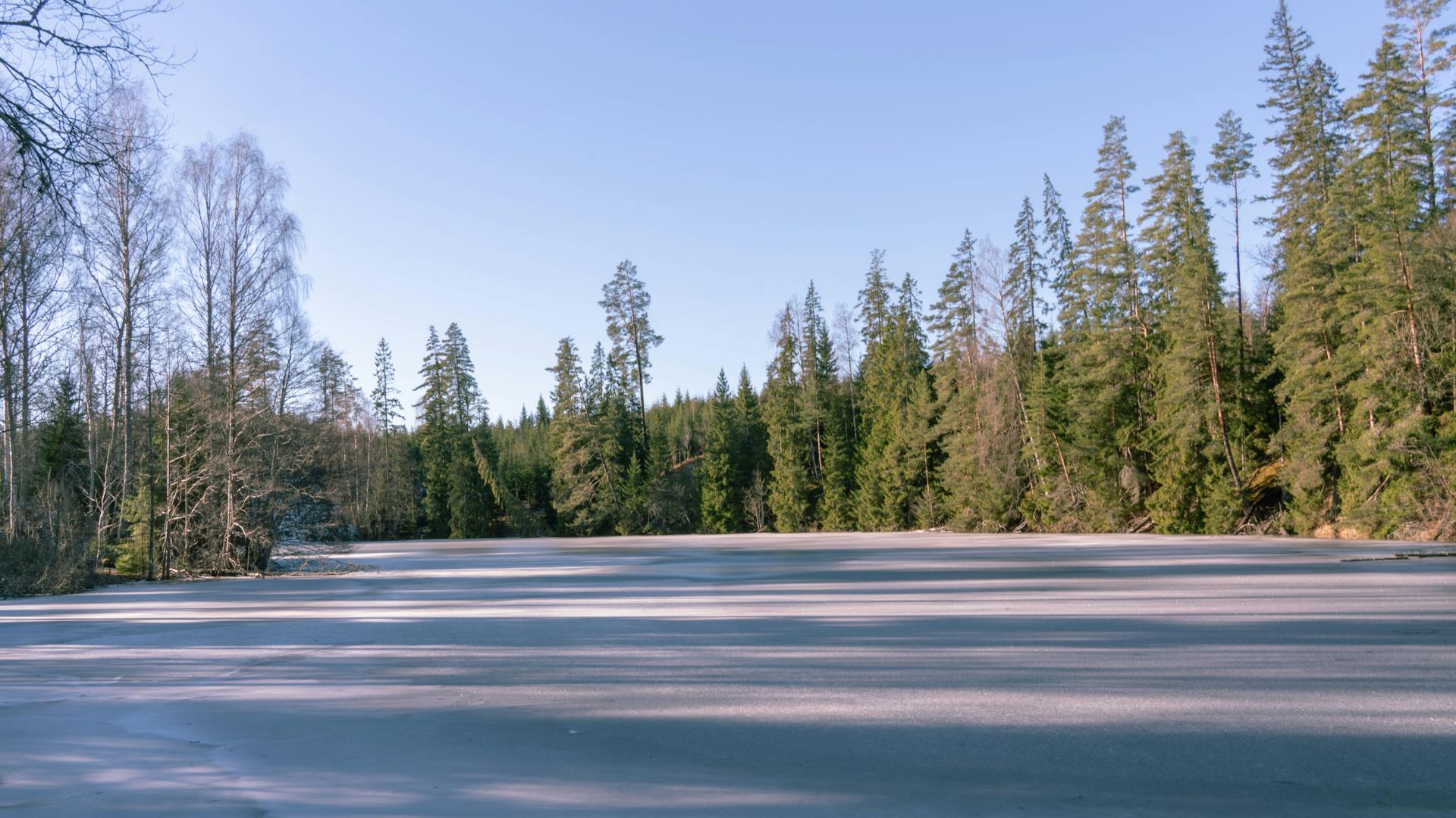 Nordic Forest